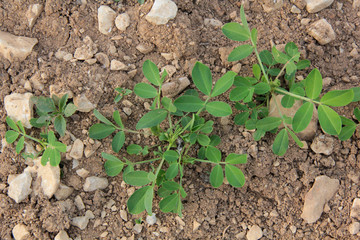 jeune plant de cacahuétes