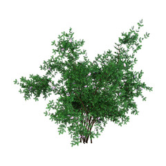 Obraz premium 3D Rendering Bush Rosa Majalis on White
