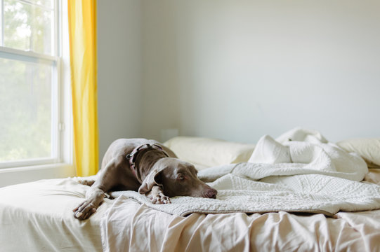 Dog laying in messy bed in home bedroom
