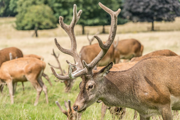 Red deer stag close up, herd grazing