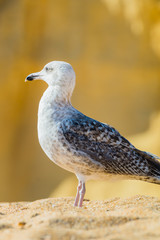 Seagull on the beach in Portugal