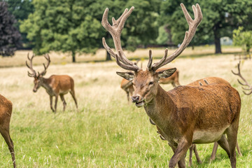 Herd of red deer stags moving to new feeding grazing area