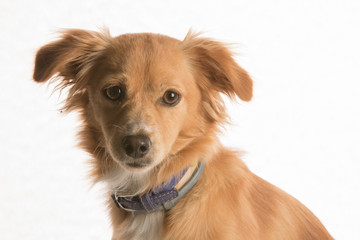 Fototapeta premium Dog in studio