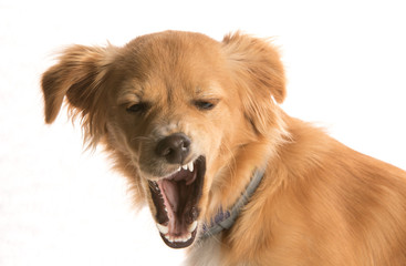 Dog yawns funny