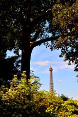 Unusual view of the Eiffel Tower from the Gardens of the Invalides Museum