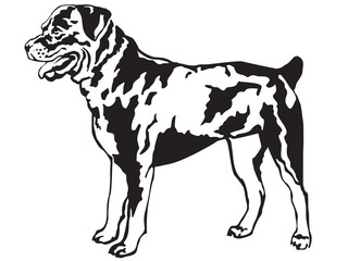 Decorative standing portrait of rotweiler vector illustration