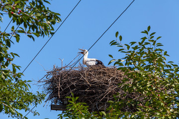 Stork in nest surrounded by green trees