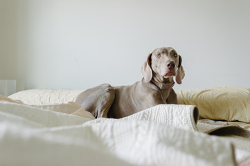 Dog laying in messy bed in home bedroom.