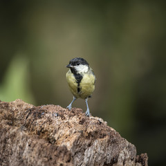 Obraz premium Beautiful Great Tit bird Parus Major on tree stump in forest landscape setting
