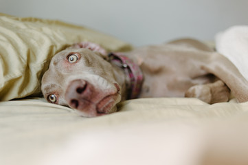 Dog laying in messy bed in home bedroom.