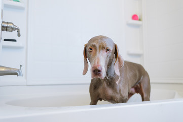 Washing the dog in bathtub.