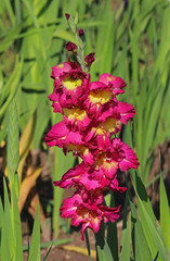 pink and yellow gladiolus in a flower field