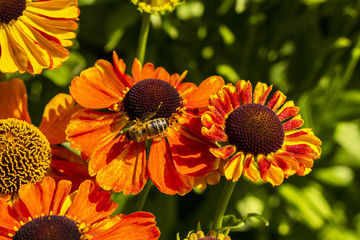 Orange cone flowers (Rudbeckia) close-up in garden.