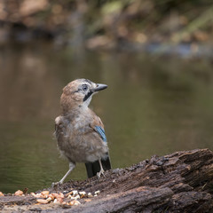 Beautiful Jay bird Garrulus Glandarius on tree stump in forest landscape setting