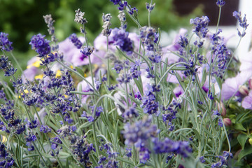 Flowerbed of purple lavender spikes on blurred background of pink petunias