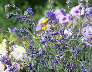 Flowerbed of purple lavender spikes on blurred background of pink petunias