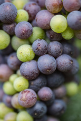 fresh grapes 