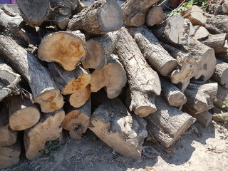 Pile of dry tree logs. Tree trunks for fireplace 