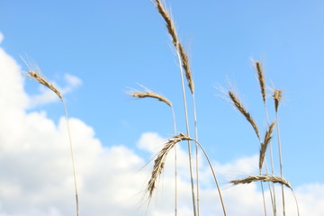 Getreide im blauen Himmel