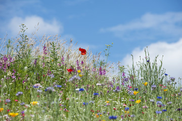 Beautiful vibrant landscape image of wildflower meadow in Summer - obrazy, fototapety, plakaty