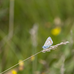 Common Blue Butterfly Polyommatus Icarus on grass stem in Summer meadow