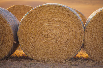 Bal of hay in the field
