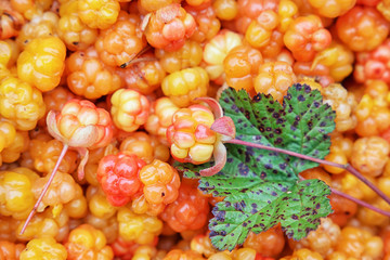 Karelian cloudberry. Berry background
