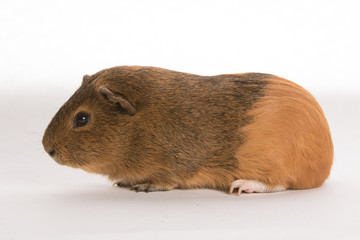 Cavy isolated on white background