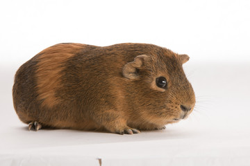 Cavy isolated on white background