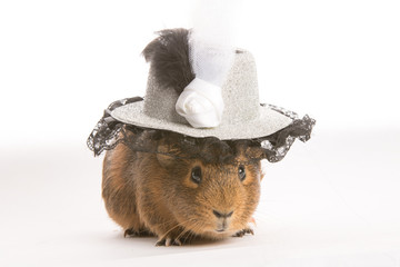 Guinea pig in a female hat on a white background