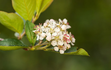 Aronia in the foreground