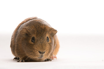 Fototapeta premium Cavy isolated on on white background