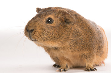 Cavy isolated on on white background
