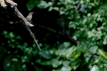 house wren perches on a branch in the woods near the Rothchild Nature Trail, West Des Moines, Iowa