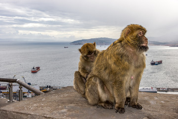 Berberaffen auf Gibraltar mit Blick auf die Bucht von Algeciras
