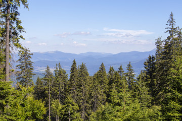 Green fir trees against the background of the Carpathian mountains in summer. Ukraine