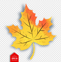 Autumn maple leaf on transparency background