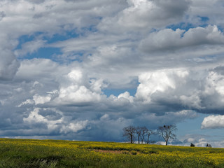 Fototapeta na wymiar Landschaft mit Rapsfeldern, Bäumen und dramatischen Wolken