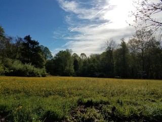 Spring in Northern Virginia