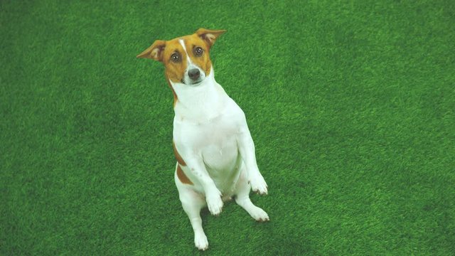 Jack russell terrier begs for food for a walk in the garden. Dog training.