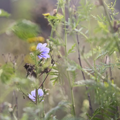 Succory flower in summer field
