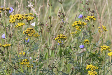 Summer flowers tansy in the field
