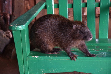 Ragondin vinales cuba