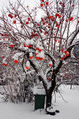 Albero di cachi sotto la neve in inverno