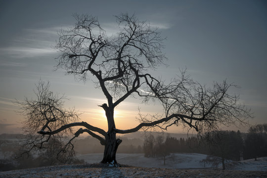 Alter Baum am Morgen