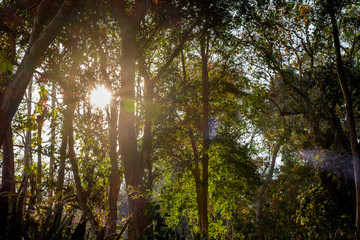 Ray of sunbeam through branches of the wood. Walking / hiking in forest wood in hot summer in morning with sunrise