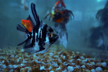 Fish is kind of cichlids swimming in water