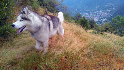wolfdogandorra