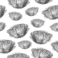 Vector seamless pattern with poppy flower isolated on white background drawn by hand. Graphic drawing, pointillism technique. Botanical natural collection. Black and white floral illustration.
