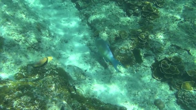 Tropical parrot fish